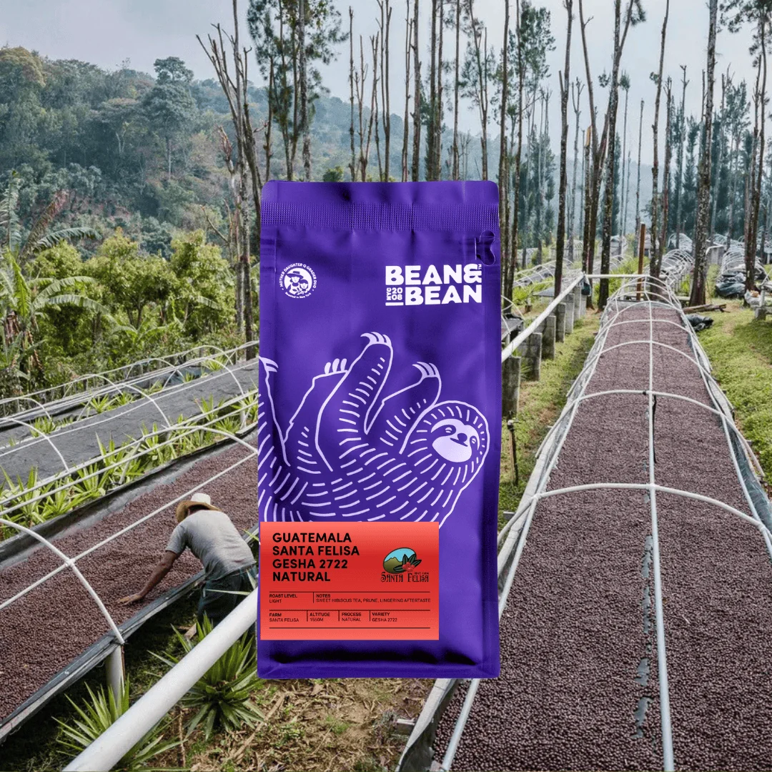 Guatemala Santa Felisa Gesha 2722 Natural