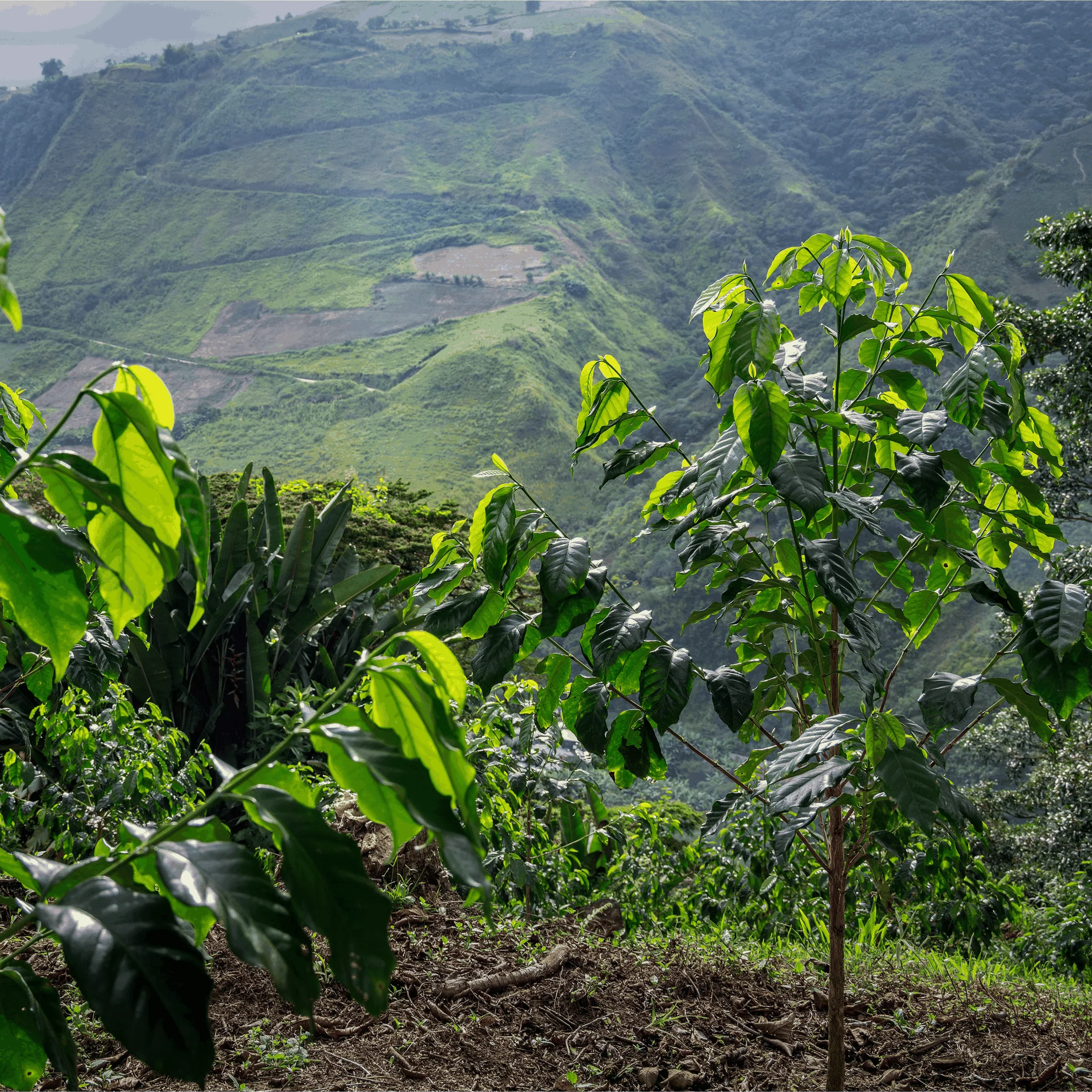 Ecuador La Soledad Pepe Jijon Wave Cold Ferment Typica Mejorado - Image 3